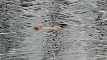 Ein Paar im Ruderboot, das zufällig vorbeikam, holte das Sexspielzeug aus dem Wasser.