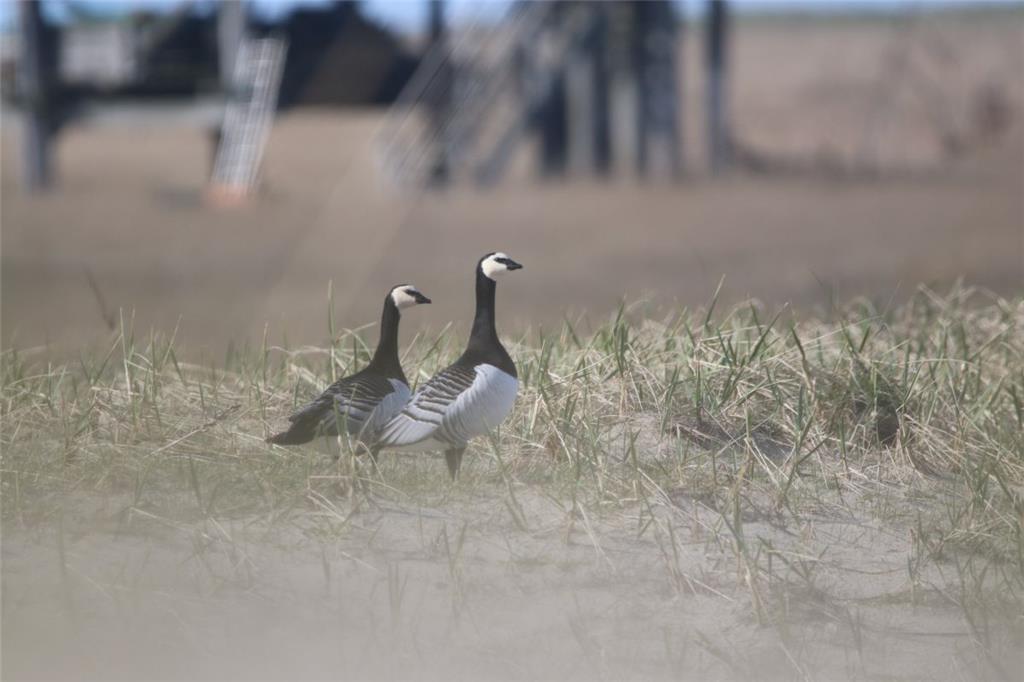 Ein Paar von Nonnengänsen auf der Insel. - Foto: de Walmont