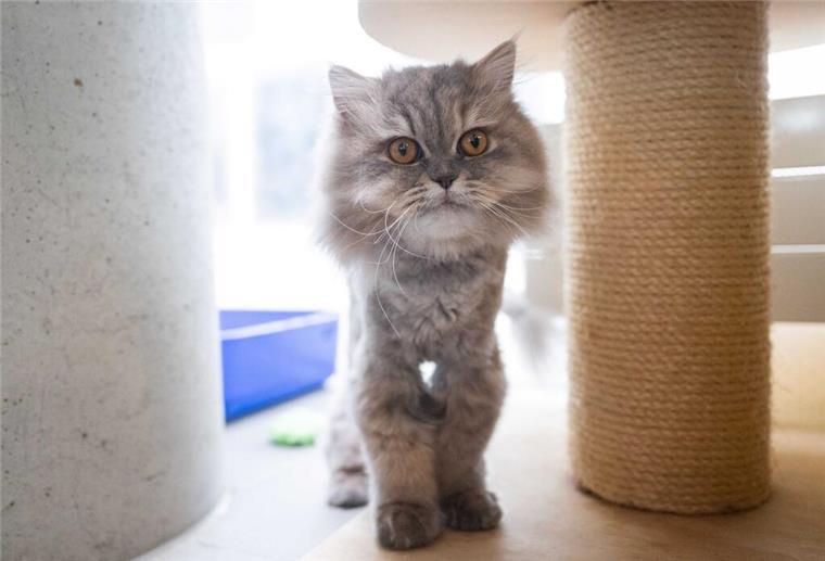 Die Perserkatze Bella steht im Tierheim Berlin.
