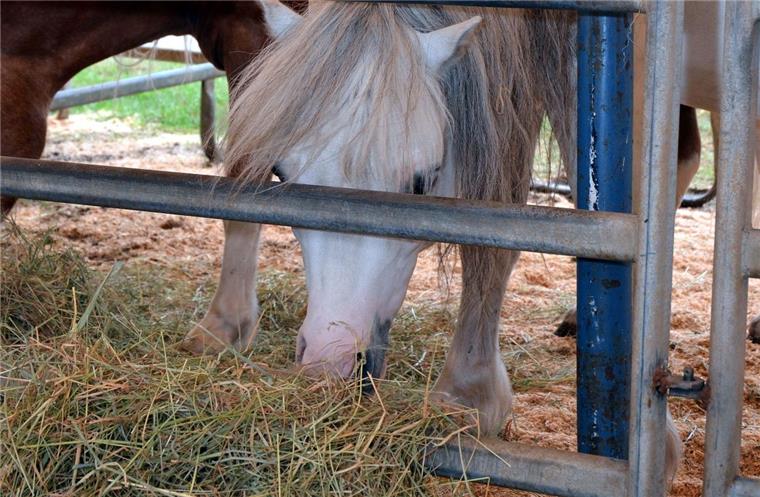 Ein Pferd des „Cirkus Minimum“ beim Fressen. Die Hilfsbereitschaft der Menschen in der Region hat dazu geführt, dass die Tiere erst einmal bestens versorgt sind.