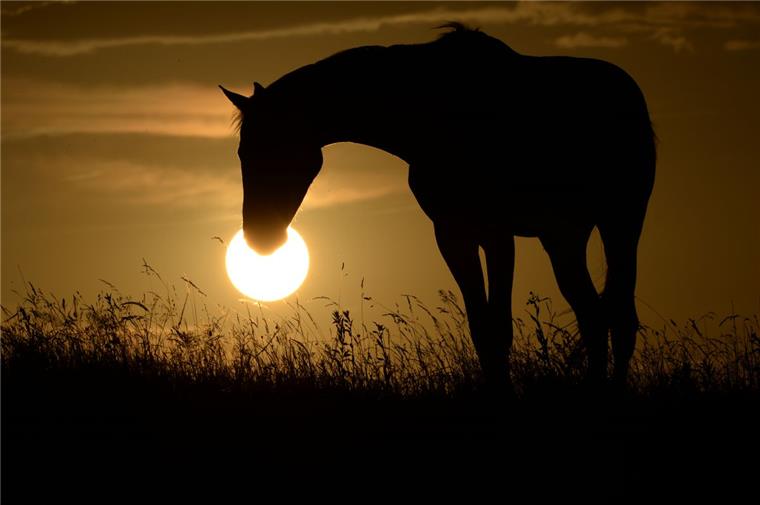 Ein Pferd (Symbolfoto) ist bei einem Ausritt im Watt vor Cuxhaven ums Leben gekommen.