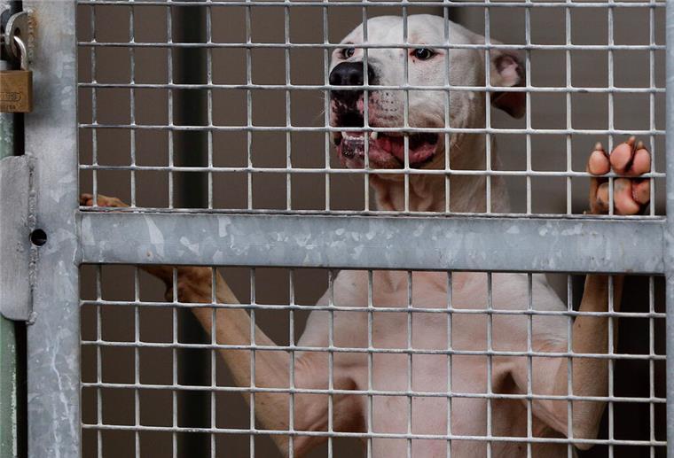 Ein Pit-Bull Terrier schaut durch die Gitterstäbe eines Tierheim-Zwingers (Symbolbild).