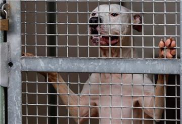 Ein Pit-Bull Terrier schaut durch die Gitterstäbe eines Tierheim-Zwingers (Symbolbild).