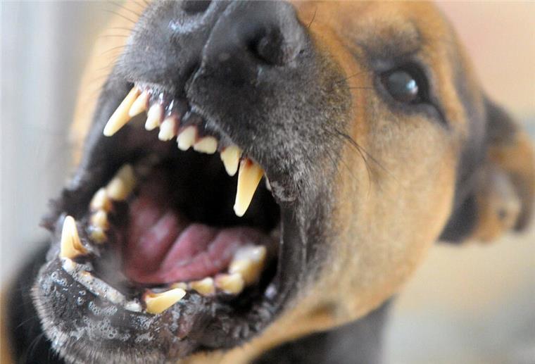Kleinkind attackiert: Polizei erschießt aggressiven Hund in Oldenburg Hund zeigt sein Gebiss