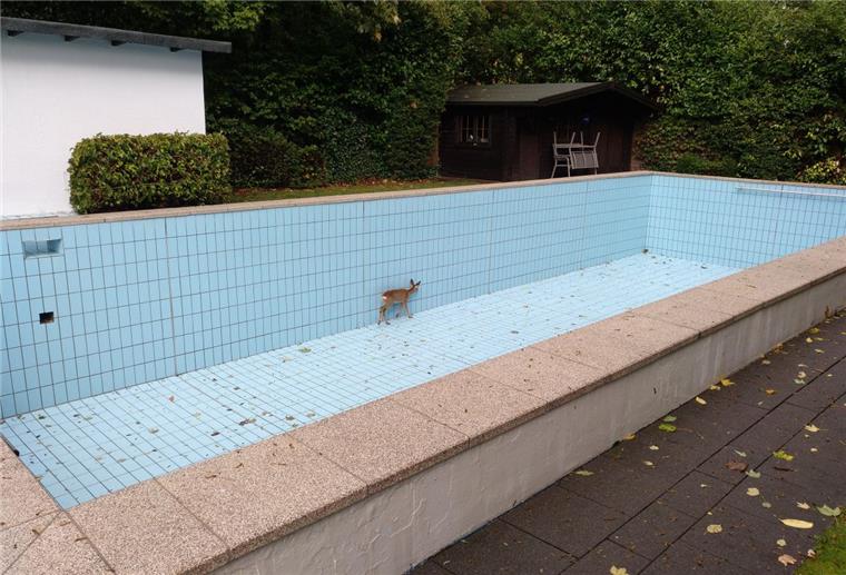 Nordrhein-Westfalen: Reh aus zwei Meter tiefem Pool gerettet Ein Reh ist im nordrhein-westfälischen Wetter in ein leer stehendes Schwimmbecken gefallen und anschließend geretten worden.