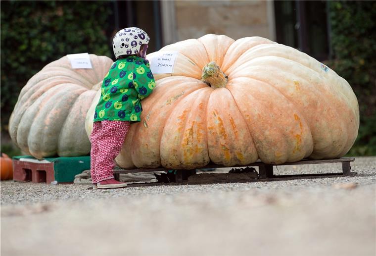 Riesenkürbis aus Ostfriesland wiegt 702 Kilogramm Ein Riesenkürbis der Sorte Atlantic Giant wurde bei der niedersächsischen Kürbismeisterschaft auf Schloss Ippenburg mit 702,40 Kilogramm zum schwersten Kürbis Niedersachsens gekürt.
