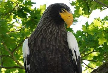 Ein Riesenseeadler sorgt zurzeit in Neuenkirchen für Aufsehen. 
