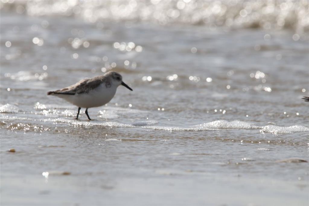Ein Sanderling am Weststrand. - Foto: de Walmont