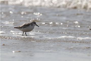 Ein Sanderling am Weststrand. - Foto: de Walmont