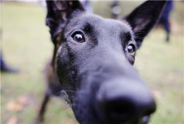 Der belgische Schäferhund «Aris» interessiert sich für das Objektiv der Kamera. Das 9 Monate alte Tier ist einer von drei Drogenspürhunden, die nach ihrer Ausbildung in Justizvollzugsanstalten in Schleswig-Holstein eingesetzt werden sollen. +++ dpa-Bildfunk +++