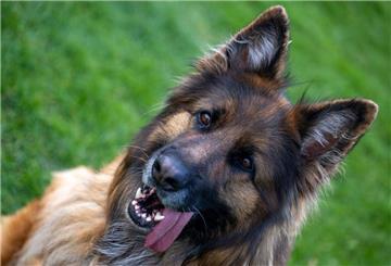 Schäferhund