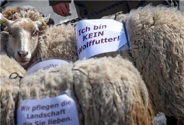 Ein Schaf trägt bei einer Protestaktion von Bauern gegen die weitere Ausbreitung wilder Wölfe ein Schild mit der Aufschrift "Ich bin kein Wolffutter!" auf seinem Rücken. 