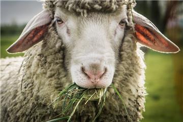 Ein Schafsbock ist im Landkreis Cuxhaven gerissen worden.