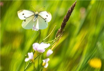 Ein Schmetterling landet im Sonnenschein auf einer Wiese.
