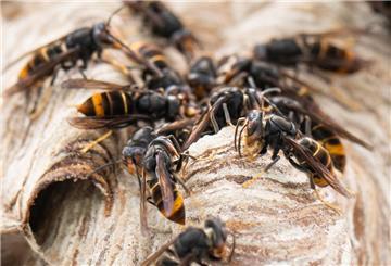 Asiatische Hornissen sitzen auf ihrem Nest.