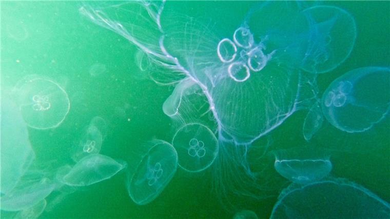Studie: Quallen dringen in den Arktischen Ozean vor Ein Schwarm Ohrenquallen treibt in der Lübecker Bucht.