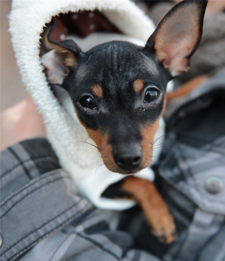 Ein schwarz-brauner Rehpinscher hat in Cuxhaven eine Radfahrerin zu Fall gebracht.