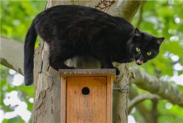 Ein schwarzer Kater sitzt während seiner Jagd nach Vögeln auf einem Nistkasten an einem Baum.