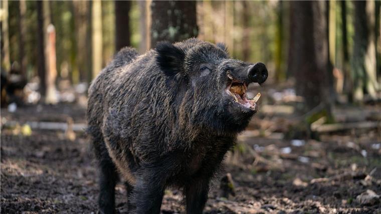 Ein Schwarzwild-Keiler steht in seinem Gehege in einem Wildpark.