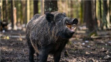 Ein Schwarzwild-Keiler steht in seinem Gehege in einem Wildpark.