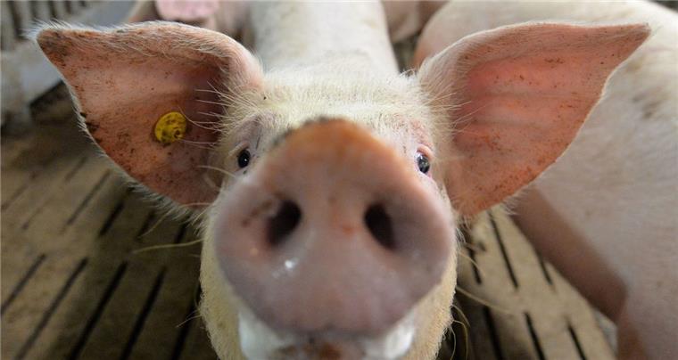 Ein Schweinetransporter ist am Montagmorgen in Loxstedt-Düring umgekippt.