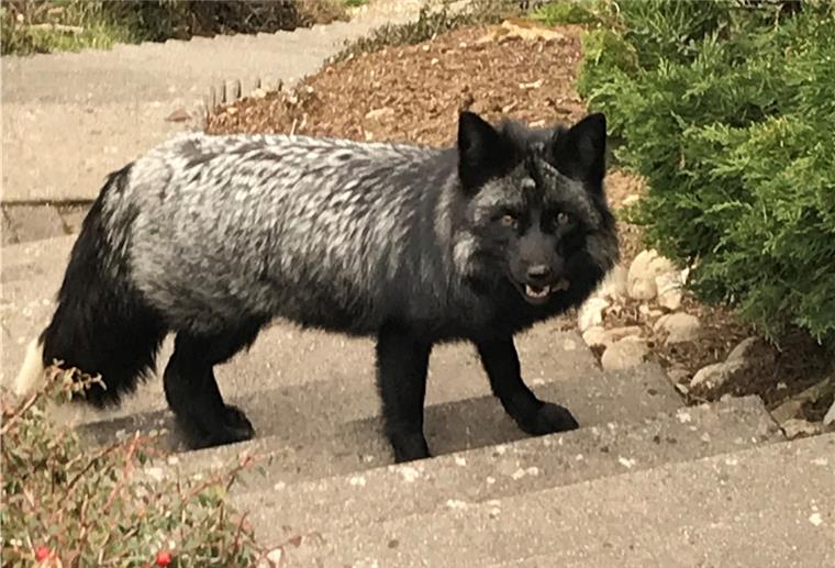 Füchse, ein Silberfuchs und andere seltene Tiere sind im Beverstedter Tierpark Cux-Art zu sehen.