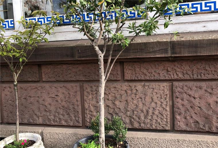 Ein solcher Baum stand 22 Jahre vor dem Restaurant in der Georgstraße, nun ist er gestohlen worden. Die Restaurant-Betreiber haben eine Belohnung ausgesetzt.