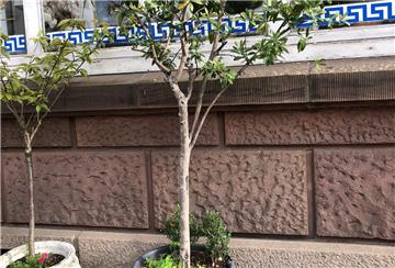 Ein solcher Baum stand 22 Jahre vor dem Restaurant in der Georgstraße, nun ist er gestohlen worden. Die Restaurant-Betreiber haben eine Belohnung ausgesetzt.