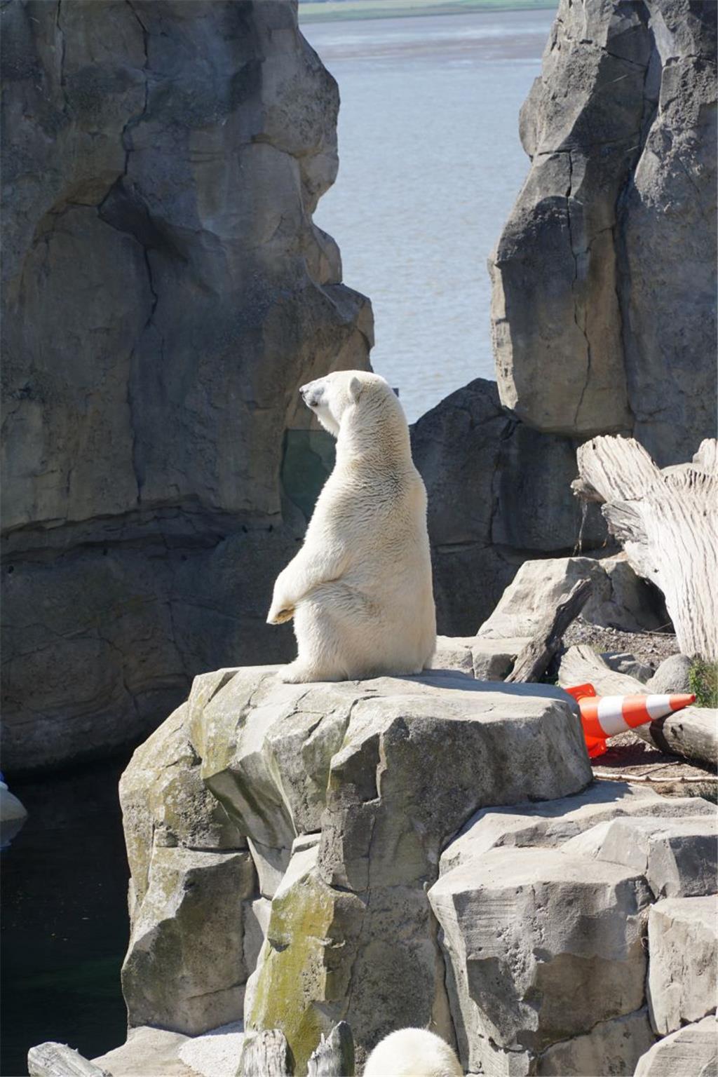 Ein Sonnenbad finden auch die Eisbären toll. Lili hat sich dafür in ihrem Gehege...