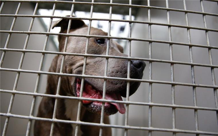Ein Staffordshire Bullterrier schaut durch die Gitterstäbe eines Tierheim-Zwingers. 
