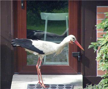 Ein Storch hält ein Dorf in seiner Gewalt: Ronny ist als Tyrann in Glambeck in Brandenburg gefürchtet.