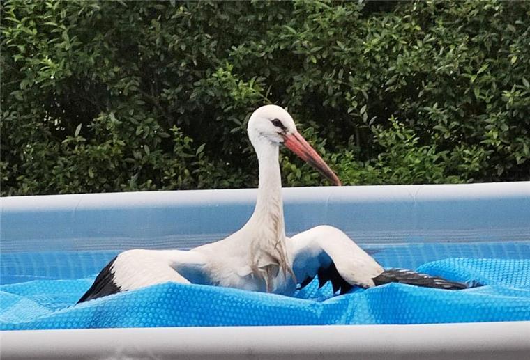 Ein Storch hat sich in einen Garten in der Wingst verirrt und ist im Swimmingpool gelandet.