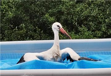 Ein Storch hat sich in einen Garten in der Wingst verirrt und ist im Swimmingpool gelandet.