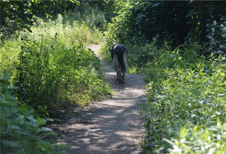 Ein Hund auf einem Feldweg.