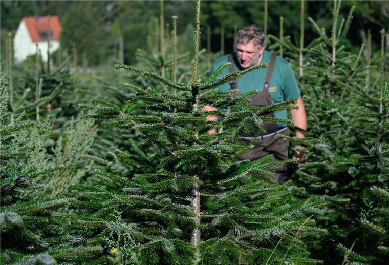 Robert Kleinstäuber vom Weihnachtsbaumhandel „een Baum aus Sachsen“ steht auf seiner Plantage inmitten von Nordmanntannen.