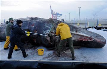 in Team von Walexperten zerlegt Mitte Januar 2016 auf der Pier des JadeWeserPorts in Wilhelmshaven mit der Zerlegung von zwei Pottwal-Kadavern.
