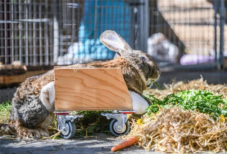 So kämpft sich das gelähmte Kaninchen „Hot Wheels“ zurück ins Leben Der Hase "Hot Wheels" ist in seinem Gehege im Tierheim Dreherhof.