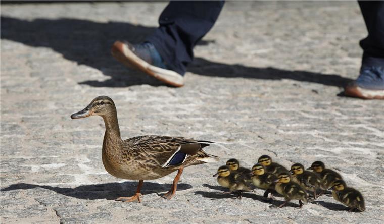 Tierquäler überfährt offenbar absichtlich Enten-Familie Ein Tierquäler hat in Celle offenbar absichtlich eine Entenfamilie mit seinem Auto überrollt.