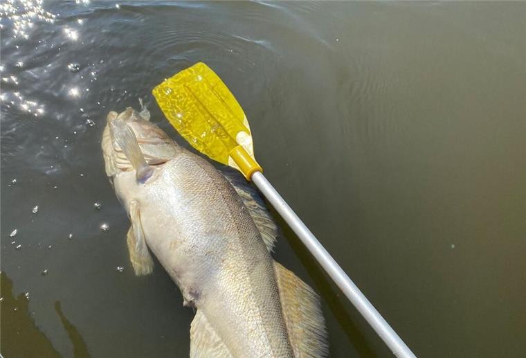 Ein toter Fisch treibt im Wasser.
