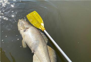 Ein toter Fisch treibt im Wasser.