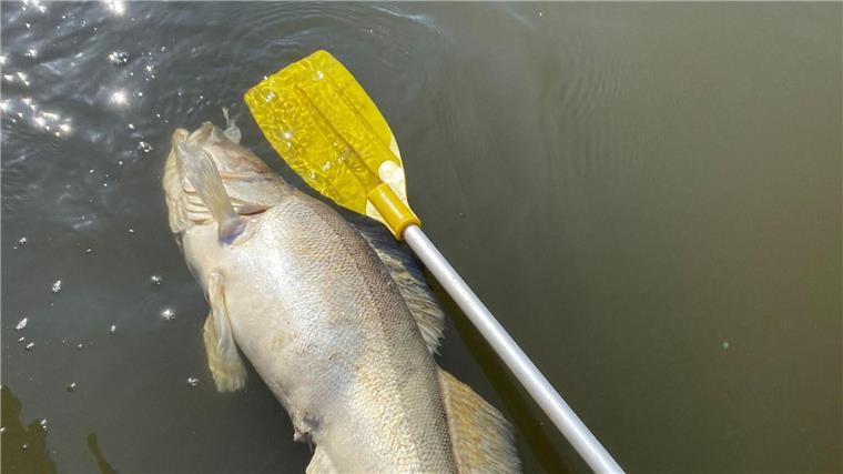 Ein toter Fisch treibt im Wasser.