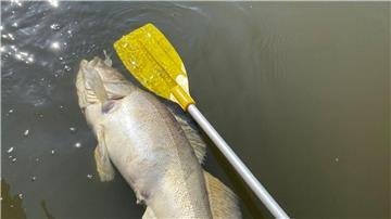 Ein toter Fisch treibt im Wasser.