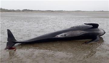 Ein toter Grindwal liegt im Watt vor Juist. Insgesamt drei verendete Grindwale sind vor der niedersächsischen Küste im Nationalpark Wattenmeer angetrieben worden. 