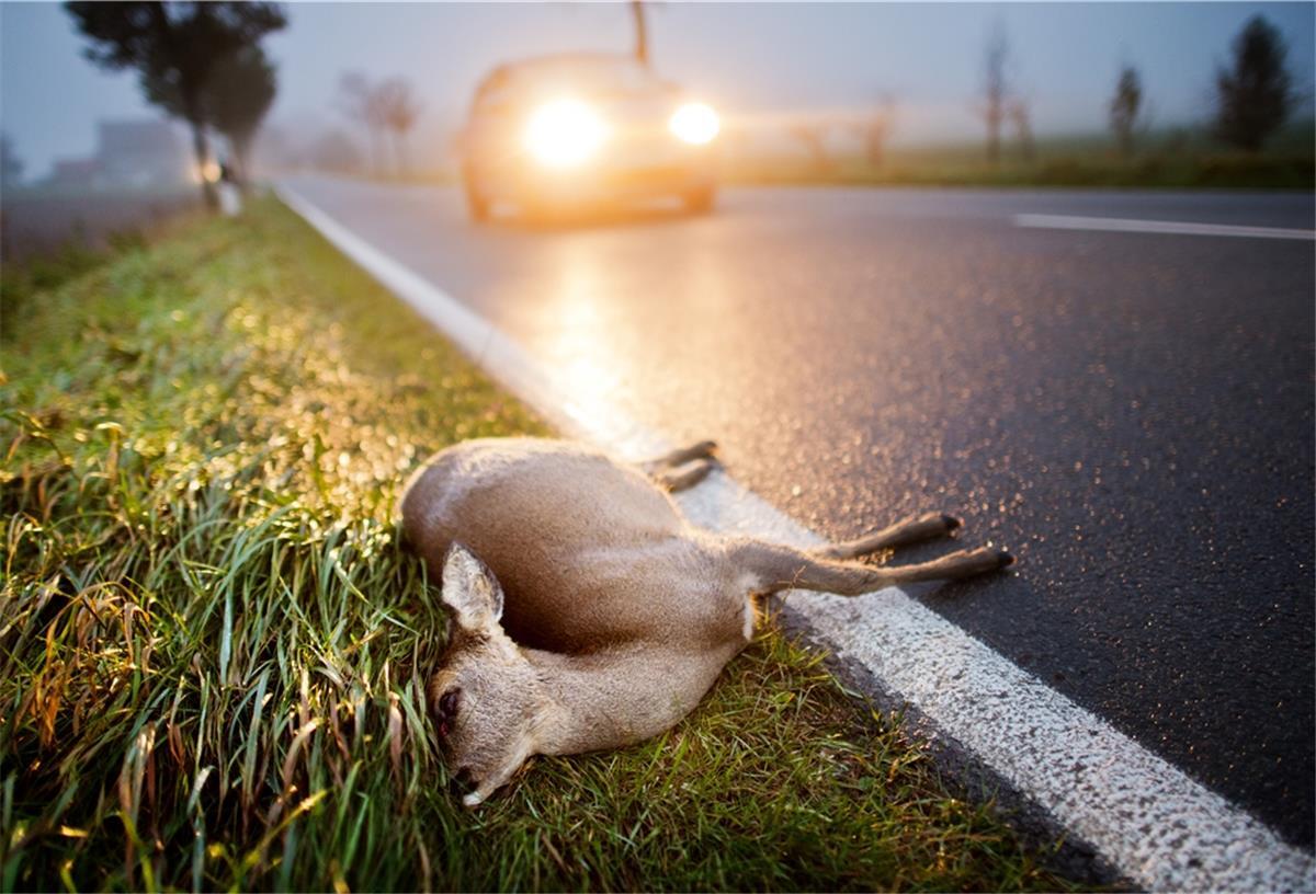 Ein totes Reh liegt nach der Kollision mit einem Auto am Straßenrand einer Landstraße 