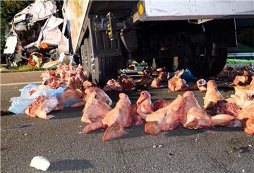 Schweineköpfe liegen nach einem Unfall mit Lastwagen auf dem Boden.