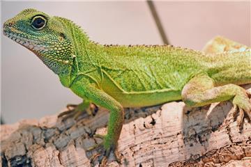 Eine Wasseragame sitzt in einem Käfig