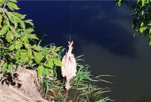 Ein verendetes Huhn wird in Thüringen als Futterköder eingesetzt.