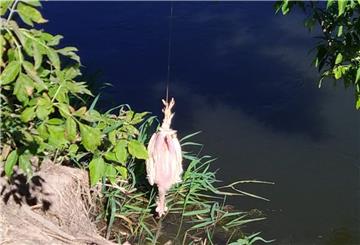 Ein verendetes Huhn wird in Thüringen als Futterköder eingesetzt.