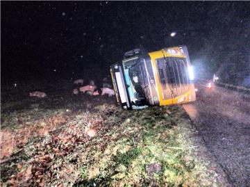 Ein Viehtransporter mit 158 Schweinen an Bord ist am Donnerstag nahe Sassenholz von der Straße abgekommen und umgekippt.