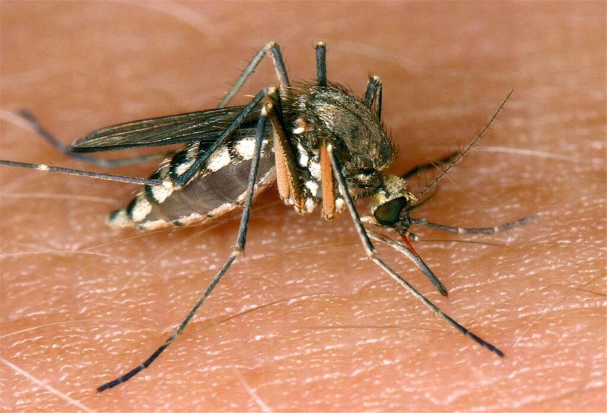 West-Nil-Virus breitet sich rasant in Europa aus und fordert erste Todesopfer Eine Mücke saugt Blut aus der Haut.